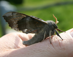 Poplar Hawk Moth